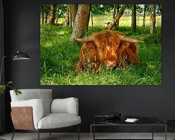 Schottischer Highlander aus nächster Nähe im Gras