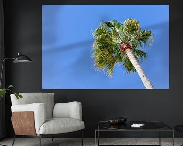 Old palm tree in the blue sky, beach promenade of the city of Rota in Cádiz, Andalusia, Spain by Fotos by Jan Wehnert