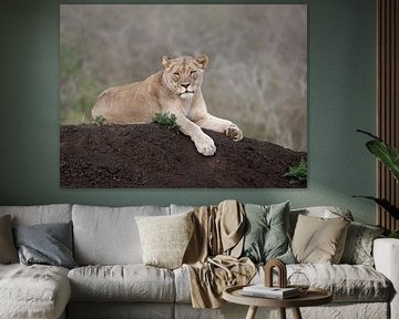 Lion in the morning Sun by Katinka Mann