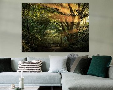 De eerste zonnestralen komen tussen de bomen door van Eefje John