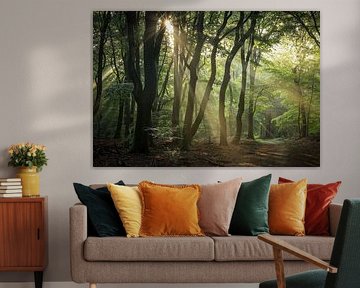 Zonneharpen in het mooie Speulderbos van Eefje John