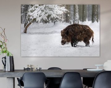 Wildschwein im Schnee