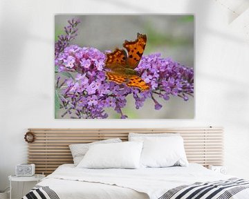 Butterfly, the summer messenger by Mark-Joachim Strehl: Wundervolle Welt der Schmetterlinge / Wonderful world of butterflies