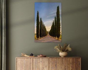 Driveway with cypress trees, Italy by Adelheid Smitt