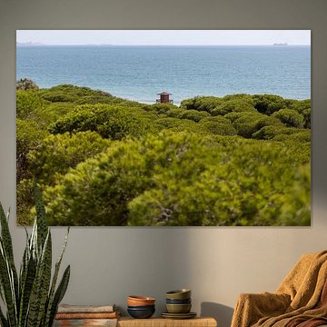 Morgendlicher Blick über einen dichten mediterranen Pinienwald, Naturschutzgebiet Pinar De La Almadraba, Pinares De Rota, Rota, Cádiz, Andalusien, Spanien