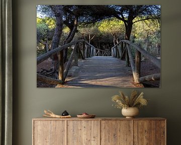 A wooden walkway winds through a Mediterranean pine forest, nature reserve, Pinar De La Almadraba, Pinares De Rota, Rota, Cádiz, Andalusia, Spain