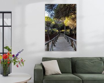 A wooden walkway winds its way through a Mediterranean pine forest, nature reserve, Pinar De La Almadraba, Pinares De Rota, Rota, Cádiz, Andalusia, Spain.