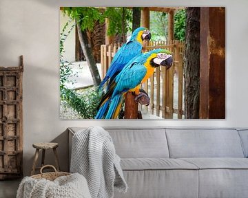 Kleurrijk tropisch wild - levende papegaaien, pauwen en apen in een weelderige jungle. van Miriam Schwarzfischer Fotografie