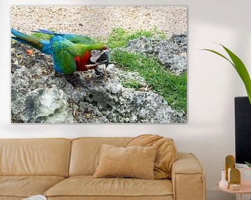 Kleurrijk tropisch wild - levende papegaaien, pauwen en apen in een weelderige jungle. van Miriam Schwarzfischer Fotografie