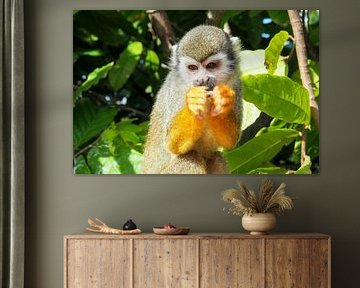 Kleurrijk tropisch wild - levende papegaaien, pauwen en apen in een weelderige jungle. van Miriam Schwarzfischer Fotografie