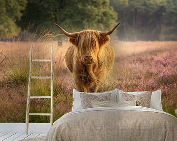 Schotse Hooglander tussen de bloeiende heide van Hooghalen