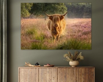 Schotse Hooglander tussen de bloeiende heide van Hooghalen van KB Design & Photography (Karen Brouwer)