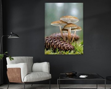 Paddenstoelen - Gewone champignons - Kleine paddenstoelen grote tijd