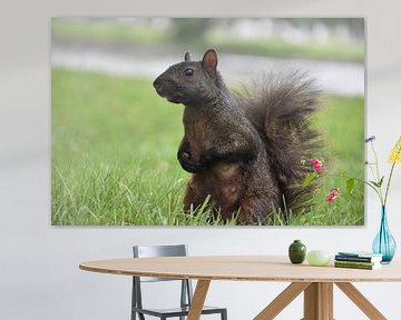 Een eekhoorn in het park in de zomer van Claude Laprise