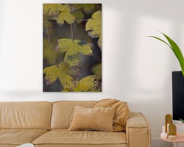 De Laatste Dagen van Goud van Sebastian Stef