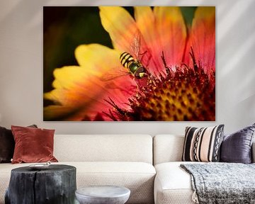 Colourfull Hoverfly by Rob van der Wal