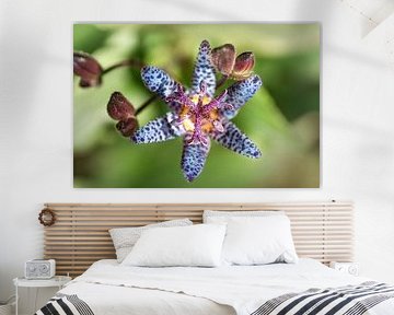 Tigerlily by Rob van der Wal