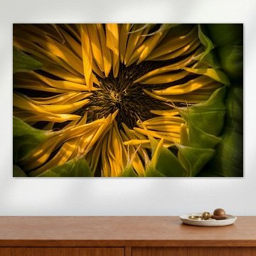 Birth of the Sunflower