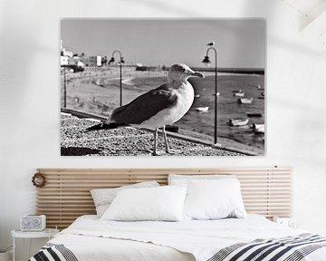 Prachtige zeemeeuw op het strand La Caleta van Cádiz - monochroom