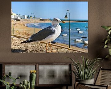 Prachtige Andalusische zeemeeuw op het strand van La Caleta in Cádiz van Silva Wischeropp