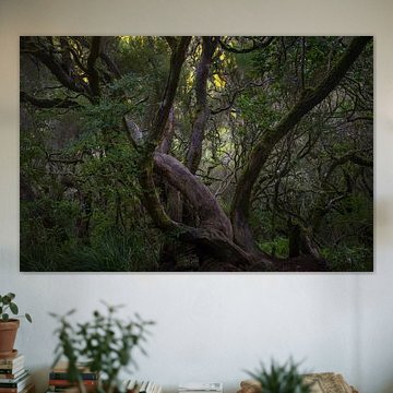 The Living Forest of Madeira