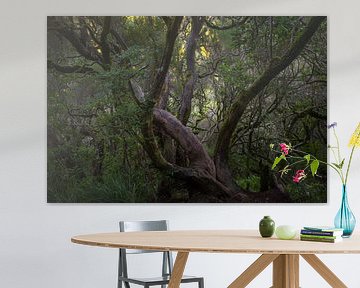 The Living Forest of Madeira by Rick Goede