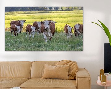 troupeau de vaches Hereford sur Gert Beltman