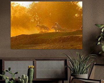 Spielende Konikfohlen in der untergehenden Sonne von Jeffrey Hol