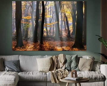 Speulder Wald Herbstkontrast von Thijs Friederich