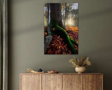 Moss and tree root by Thijs Friederich