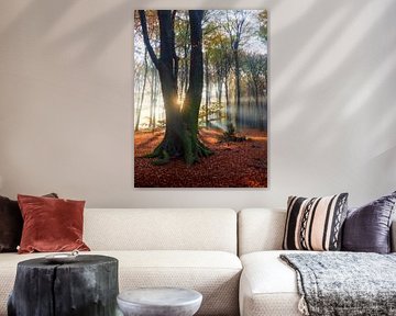 Sun star in autumn forest by Thijs Friederich