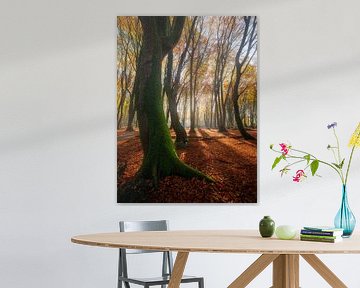 Dancing Trees by Thijs Friederich