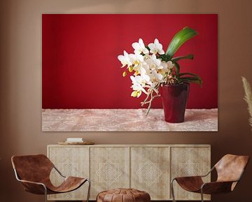 white small phalaenopsis orchid flower