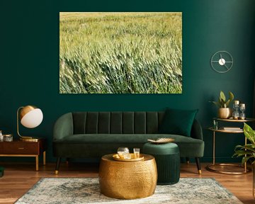 typical wheat field background