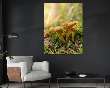 Paddenstoelen - Cantharellen in mos