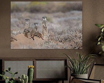 Meerkats warm up by the rising sun by Lex van Doorn