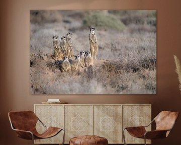 Meerkats warm up by the rising sun by Lex van Doorn