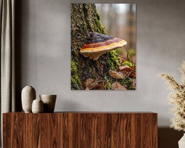 Paddenstoelen - Roodgerande boomspons - Schijnende bewaker van het bos
