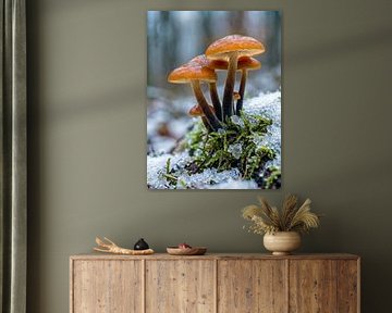 Paddenstoelen - Fluwelen paddenstoelen - Heldere winterpaddenstoelen in de sneeuw