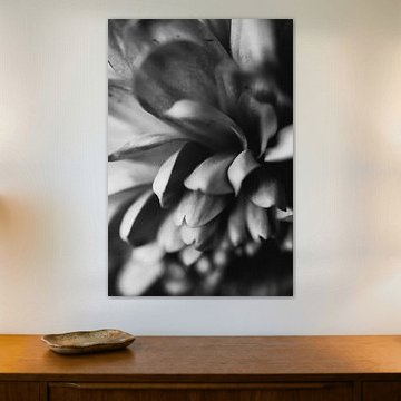 flower petals by Julia klijn