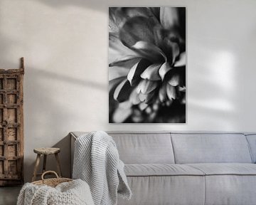 flower petals by Julia klijn