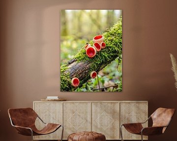 Paddenstoelen - Scharlaken beker op een bemoste tak