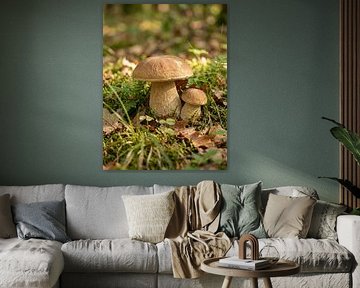 Paddenstoelen - Eekhoorntjesbrood