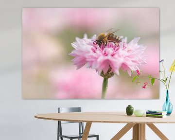 fleißiges Bienchen in rosa Kornblume