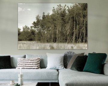 Veluwe. by JRobert Photography