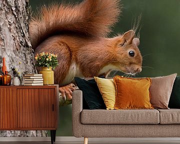 Squirrel  by Menno Schaefer