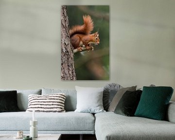 Squirrel  by Menno Schaefer