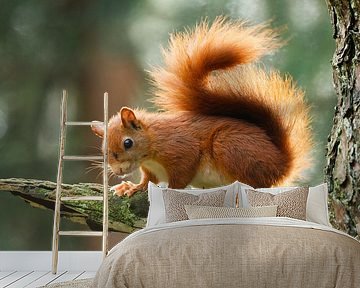 Eichhörnchen von Menno Schaefer