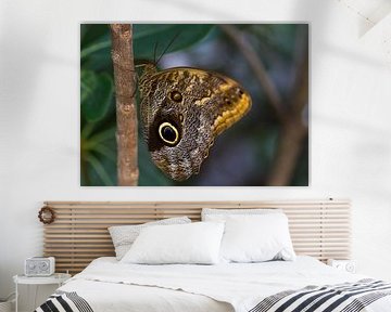 butterfl-eye by QEIMOY