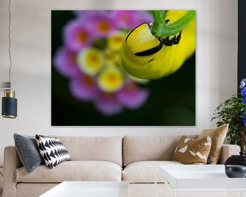 Munching Molly by QEIMOY